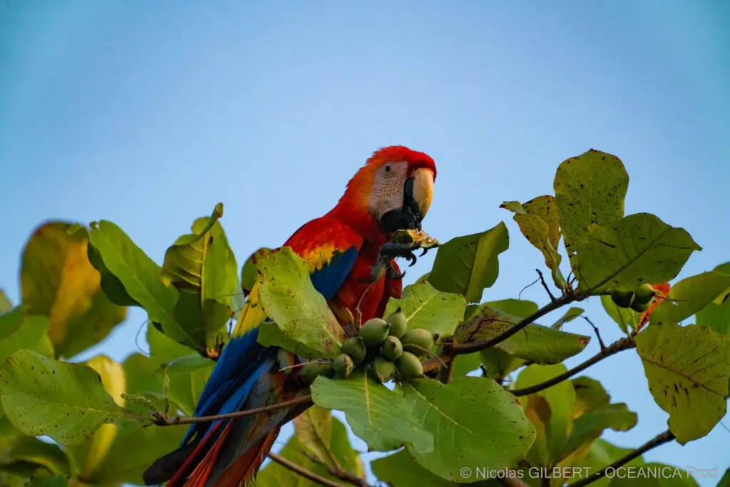 Tours naturalistes et safaris photo au Costa Rica