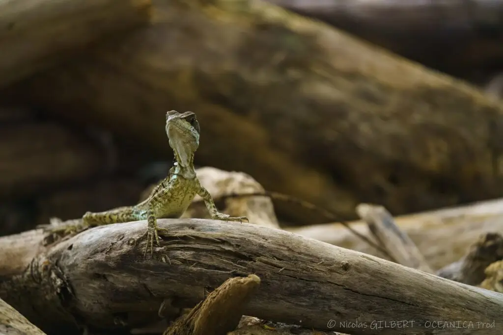 Tours naturalistes et safaris photo au Costa Rica