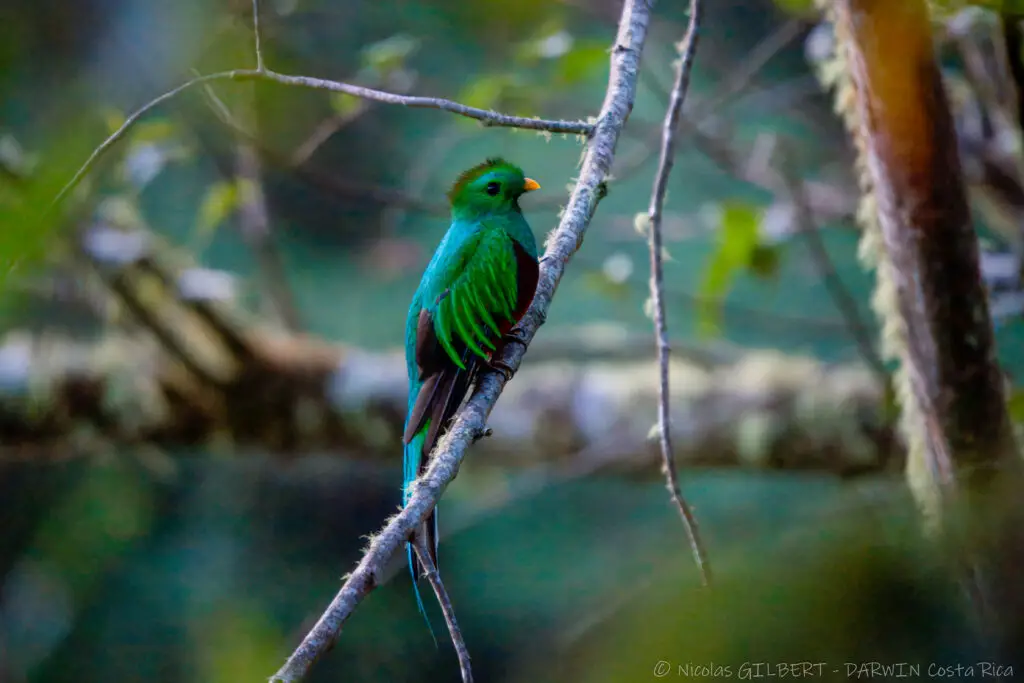 Tours naturalistes et safaris photo au Costa Rica