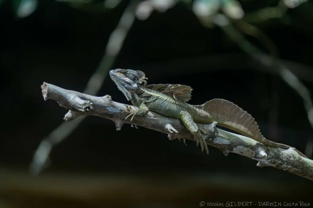 Tours naturalistes et safaris photo au Costa Rica