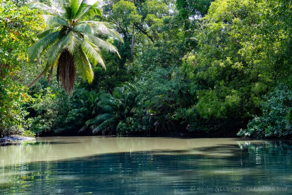 Tours naturalistes et safaris photo au Costa Rica