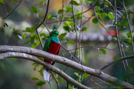Tours naturalistes et safaris photo au Costa Rica