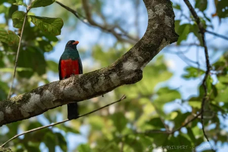 Tours naturalistes et safaris photo au Costa Rica